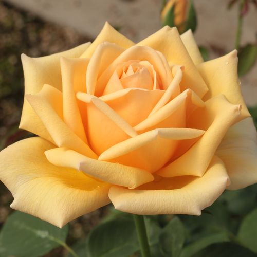 E-commerce, vendita, rose, in, vaso rose ibridi di tea - giallo - Rosa Valencia ® - rosa intensamente profumata - W. Kordes & Sons - ,-
